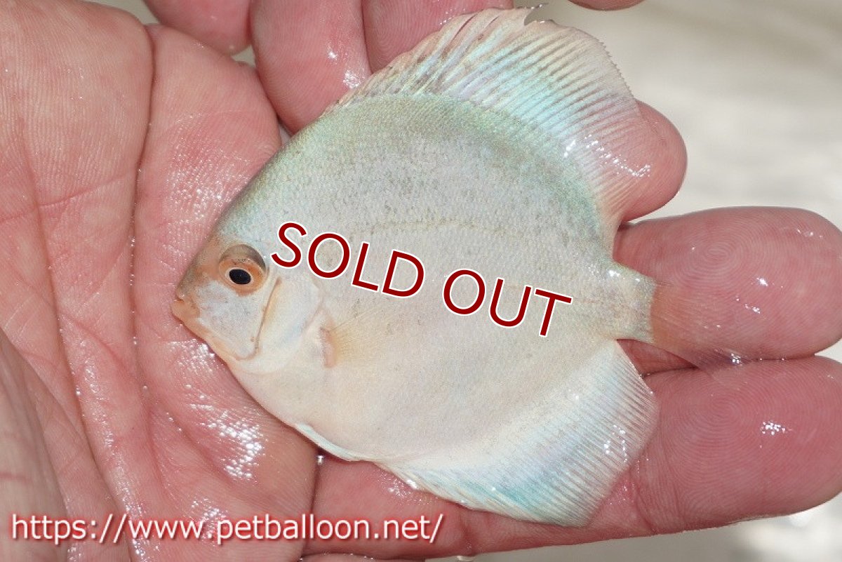 画像3: 【ディスカス】マーキュリー【１匹】【サンプル画像】6cm（生体）ペナン　ブリーダー コイケンロック (3)