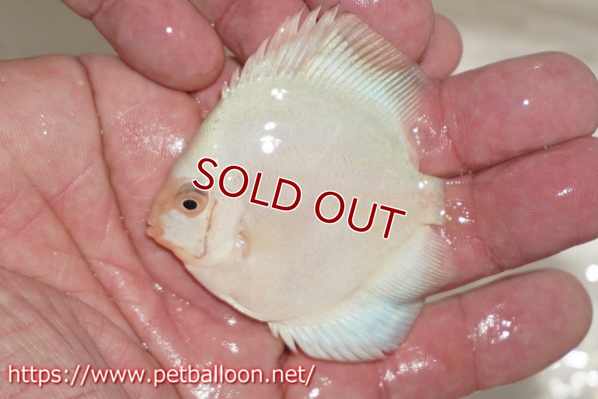 画像4: 【ディスカス】マーキュリー【3匹】【サンプル画像】6cm（生体）ペナン　ブリーダー コイケンロック (4)