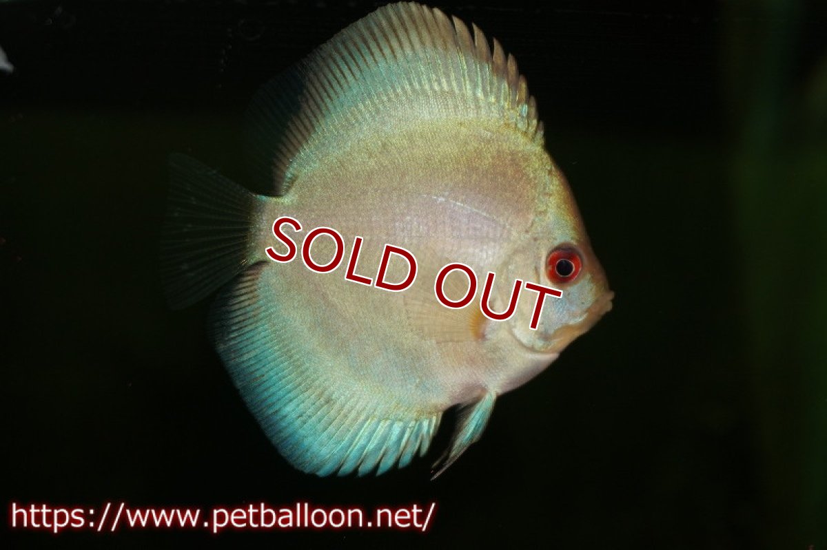 画像1: 【ディスカス】【ディスカス】【通販】【特価品】スーパーブルーダイヤモンド1匹【サンプル画像】5-6cm（生体）（入門用にオススメの稚魚サイズ） (1)