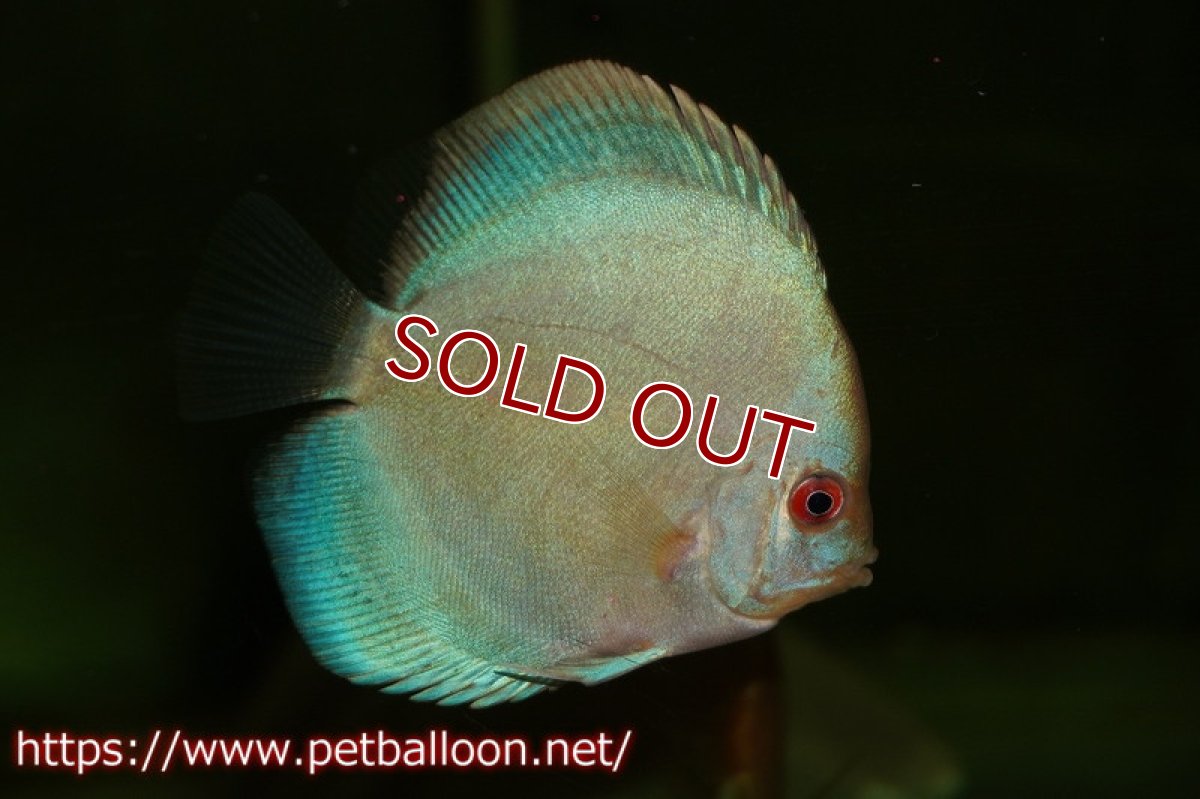 画像2: 【ディスカス】【ディスカス】【通販】【特価品】スーパーブルーダイヤモンド1匹【サンプル画像】5-6cm（生体）（入門用にオススメの稚魚サイズ） (2)