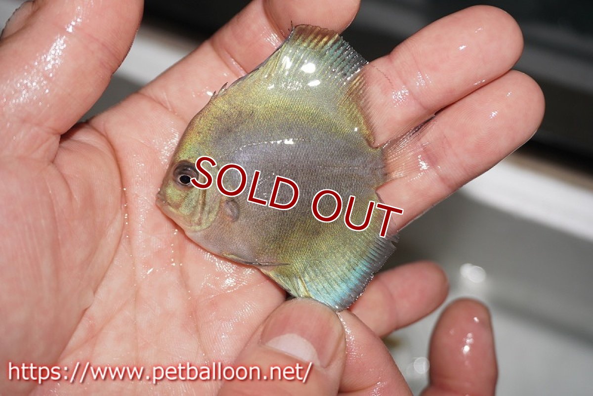 画像3: 【ディスカス】【ディスカス】【通販】【特価品】スーパーブルーダイヤモンド1匹【サンプル画像】5-6cm（生体）（入門用にオススメの稚魚サイズ） (3)