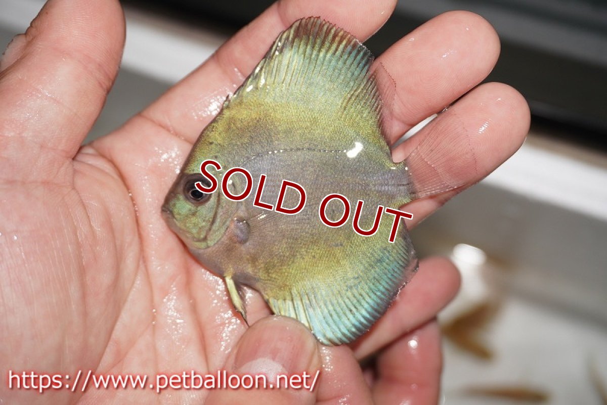 画像4: 【ディスカス】【ディスカス】【通販】【特価品】スーパーブルーダイヤモンド1匹【サンプル画像】5-6cm（生体）（入門用にオススメの稚魚サイズ） (4)