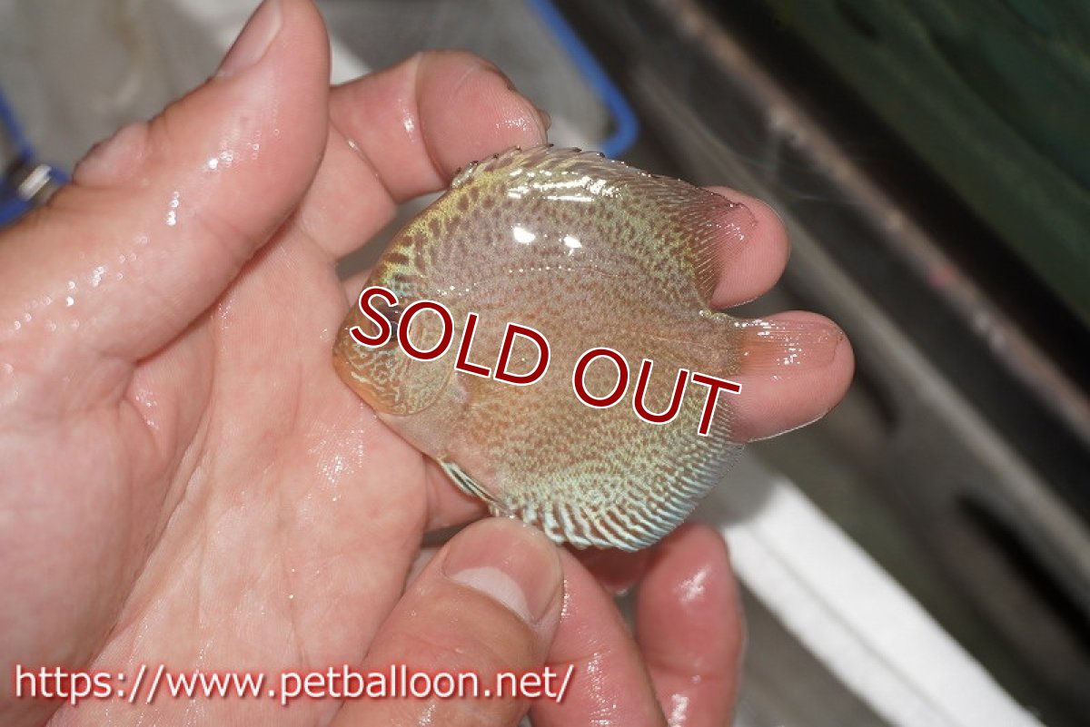 画像4: 【ディスカス】【通販】【特価品】ブルースコーピオンスポットタイプ3匹【サンプル画像】5-6cm（生体）（入門用にオススメの稚魚サイズ） (4)