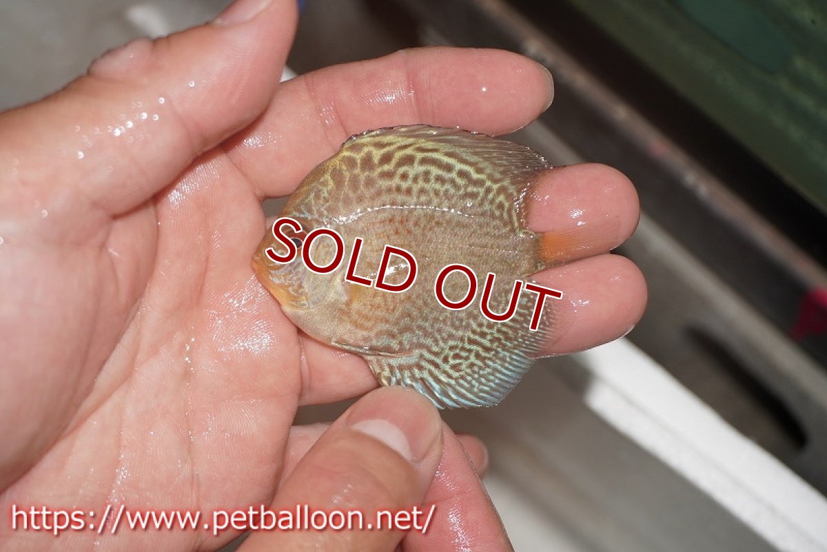 画像5: 【ディスカス】【通販】【特価品】ブルースコーピオンスポットタイプ3匹【サンプル画像】5-6cm（生体）（入門用にオススメの稚魚サイズ） (5)