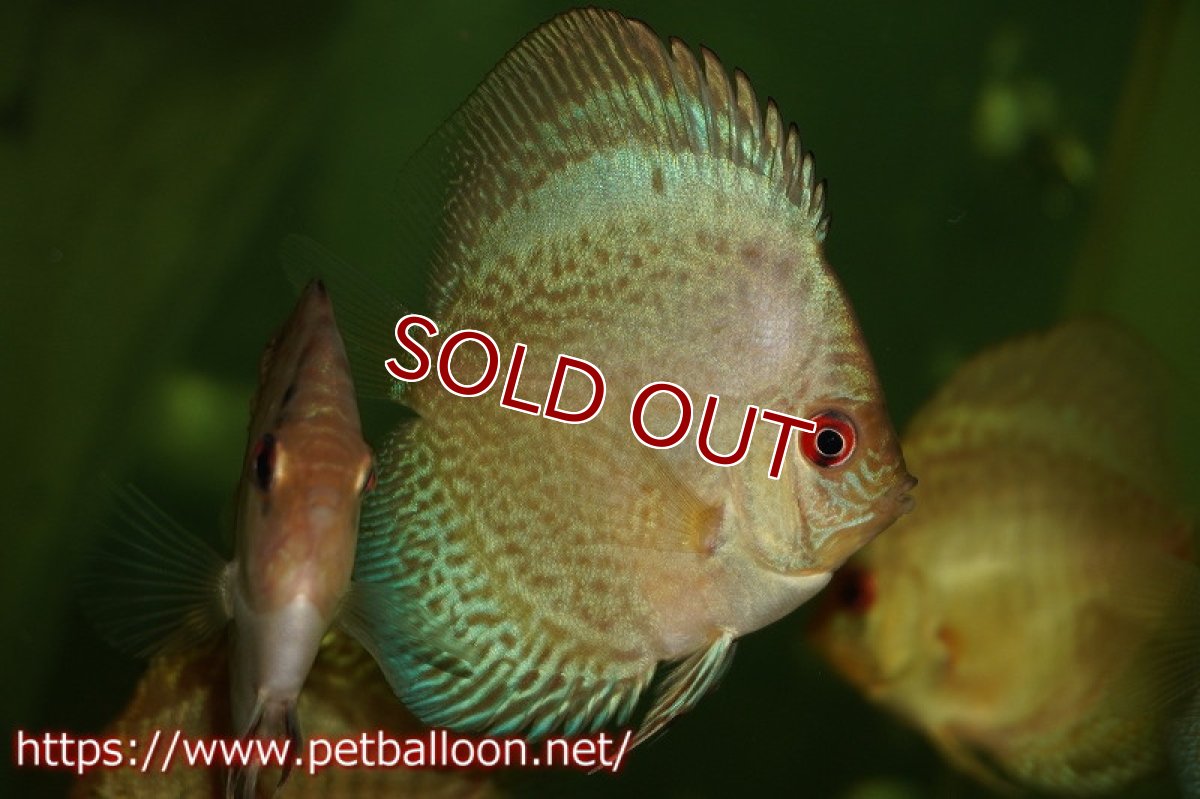 画像2: 【ディスカス】【通販】【特価品】ブルースコーピオンスポットタイプ5匹【サンプル画像】5-6cm（生体）（入門用にオススメの稚魚サイズ） (2)