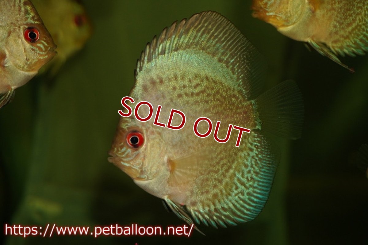 画像3: 【ディスカス】【通販】【特価品】ブルースコーピオンスポットタイプ5匹【サンプル画像】5-6cm（生体）（入門用にオススメの稚魚サイズ） (3)