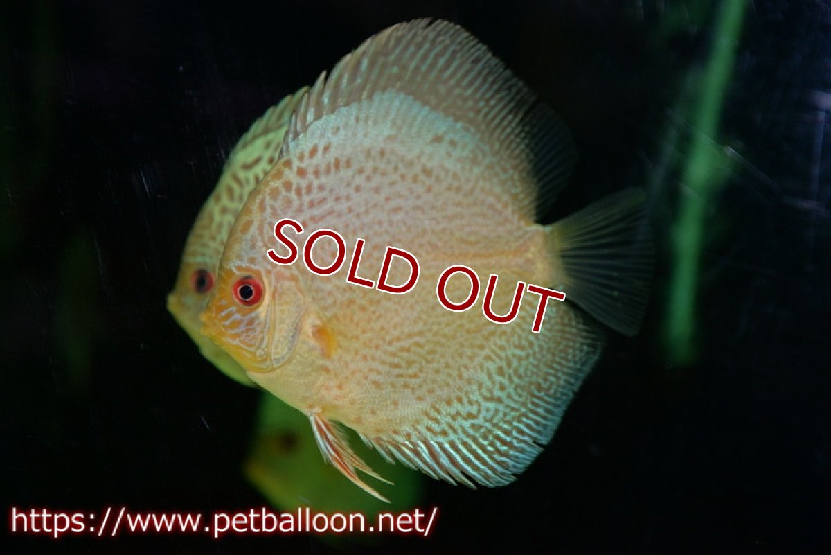 画像1: 【ディスカス】【ディスカス】【通販】ブルースコーピオンスポットタイプ1匹【サンプル画像】8-9cm（生体） (1)