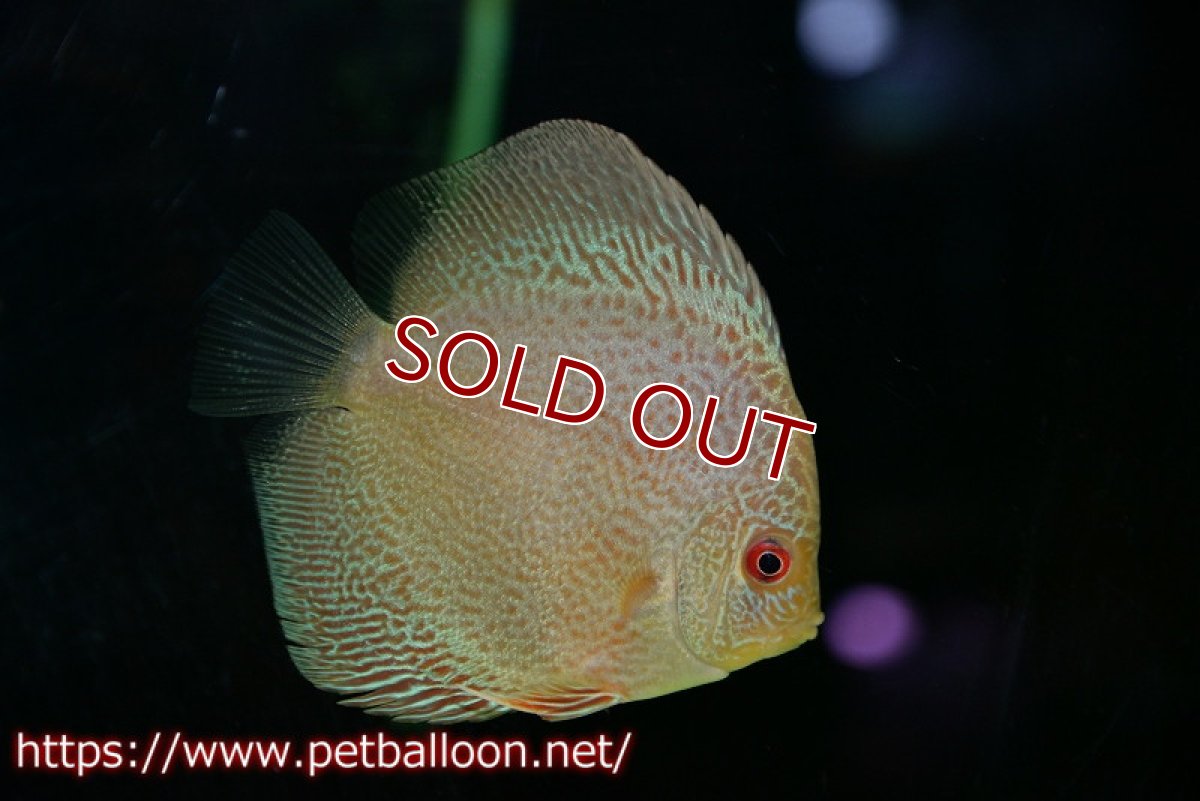 画像3: 【ディスカス】【ディスカス】【通販】ブルースコーピオンスポットタイプ1匹【サンプル画像】8-9cm（生体） (3)