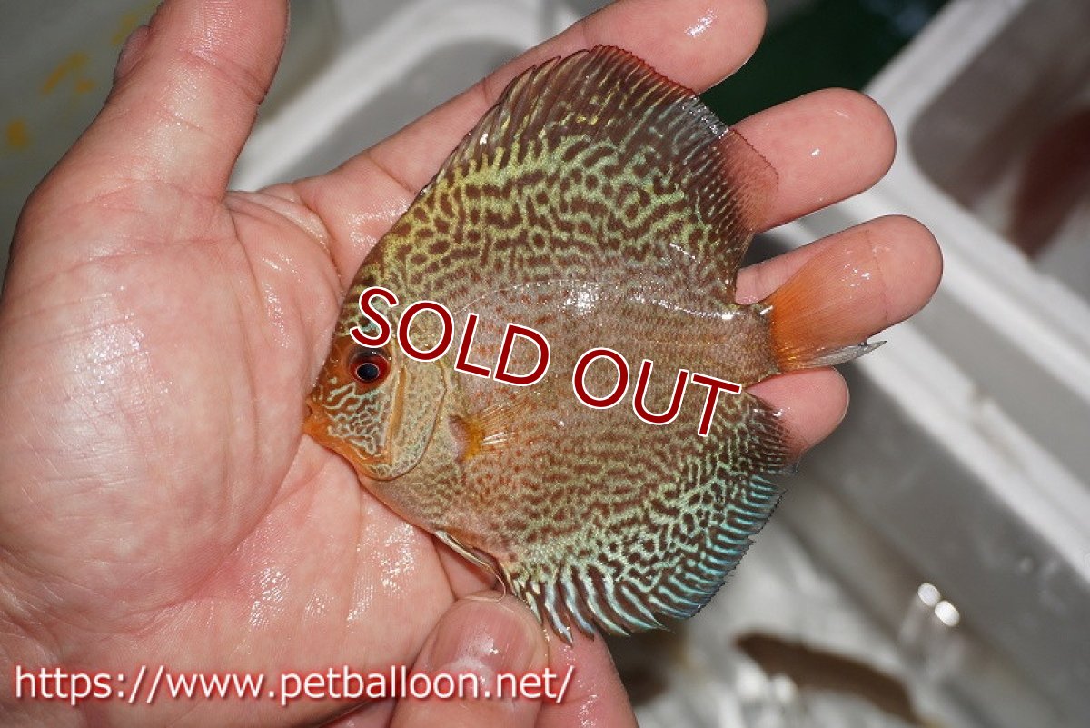 画像4: 【ディスカス】【ディスカス】【通販】ブルースコーピオンスポットタイプ1匹【サンプル画像】8-9cm（生体） (4)