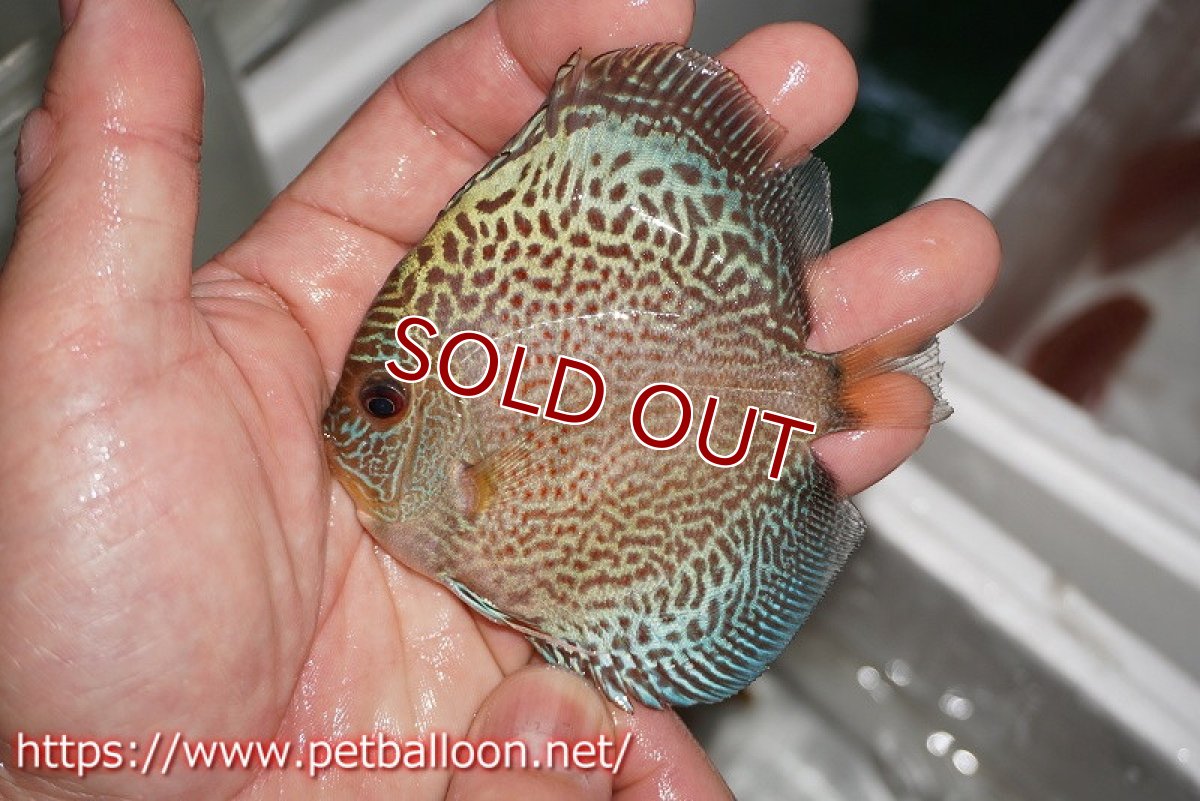 画像5: 【ディスカス】【ディスカス】【通販】ブルースコーピオンスポットタイプ1匹【サンプル画像】8-9cm（生体） (5)