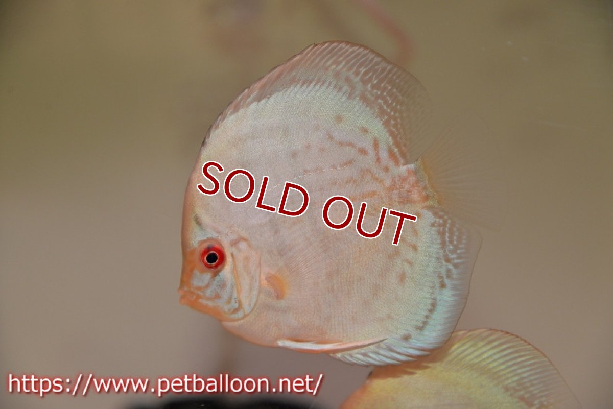 画像2: 【ディスカス】【通販】コバルトブルーターコイズ1匹【サンプル画像】8-9cm（生体） (2)