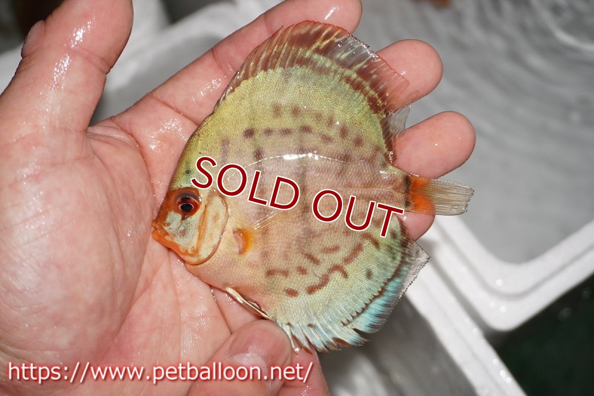 画像5: 【ディスカス】【通販】コバルトブルーターコイズ1匹【サンプル画像】8-9cm（生体） (5)