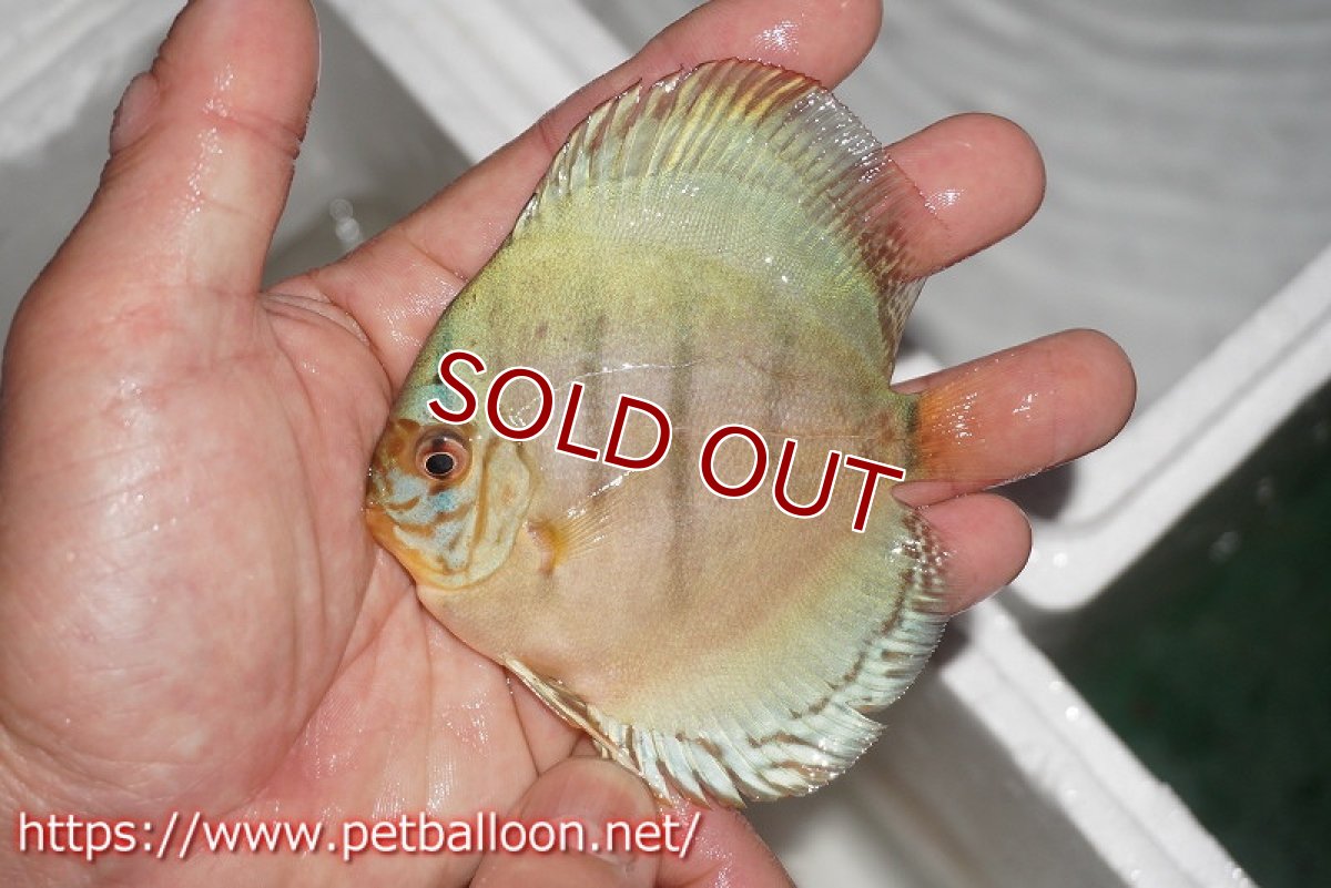 画像6: 【ディスカス】【通販】コバルトブルーターコイズ1匹【サンプル画像】8-9cm（生体） (6)