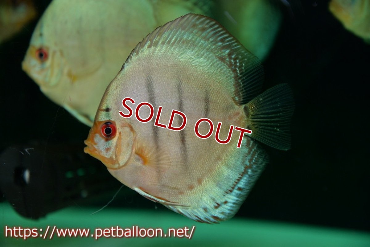 画像3: 【ディスカス】【通販】コバルトブルーターコイズ3匹【サンプル画像】8-9cm（生体） (3)