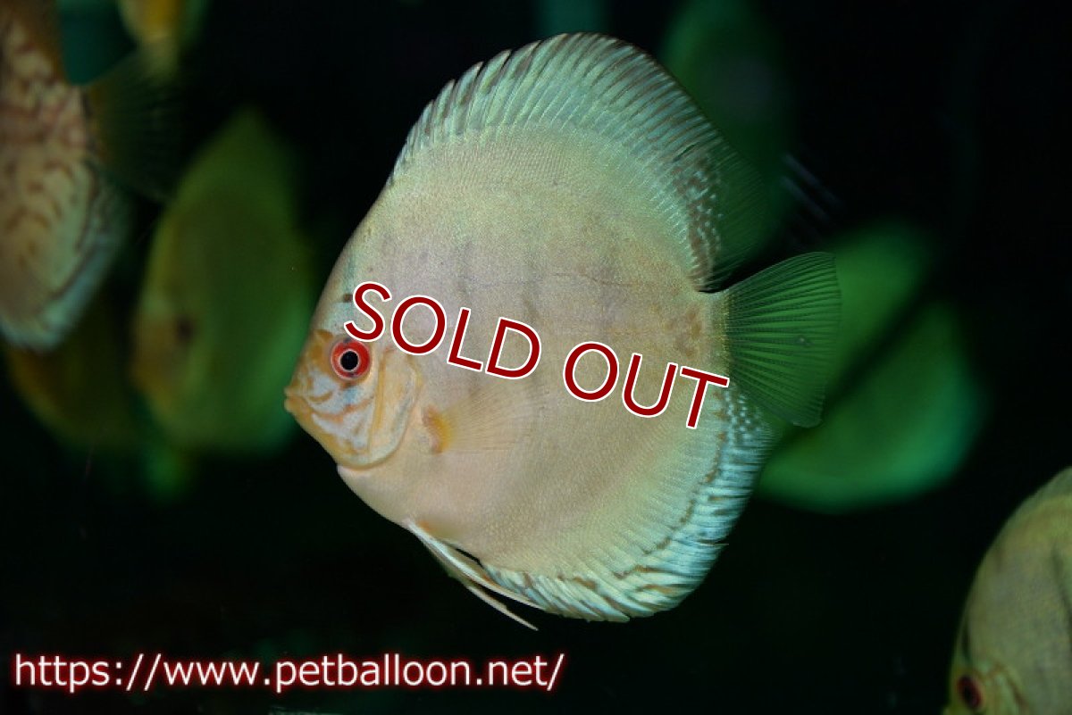 画像4: 【ディスカス】【通販】コバルトブルーターコイズ5匹【サンプル画像】8-9cm（生体） (4)