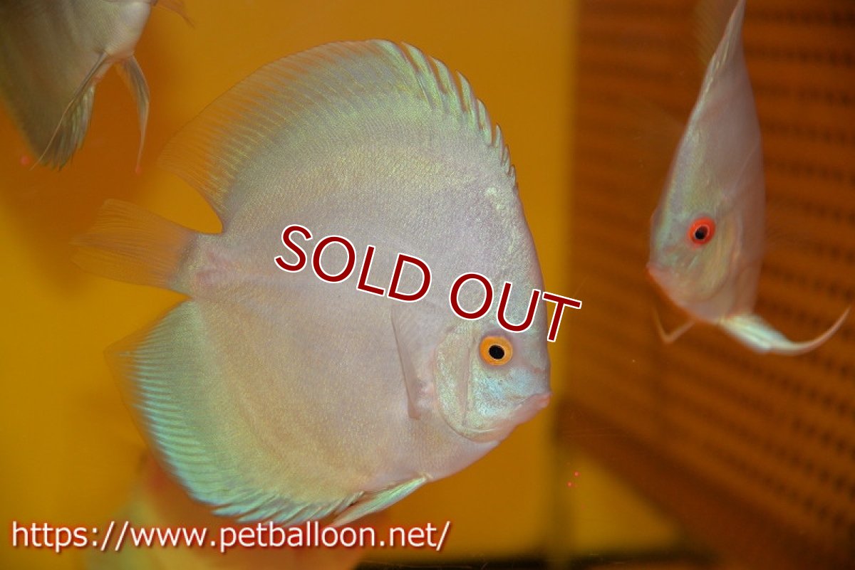 画像2: 【ディスカス】【通販】スーパーブルーダイヤモンド1匹【サンプル画像】10-11cm (生体)ペナン ブリーダーTAN CHEE LOK (2)