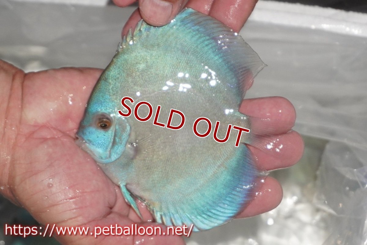 画像3: 【ディスカス】【通販】スーパーブルーダイヤモンド1匹【サンプル画像】10-11cm (生体)ペナン ブリーダーTAN CHEE LOK (3)