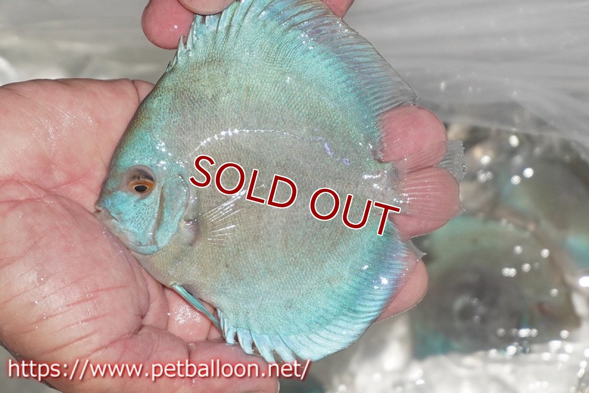 画像4: 【ディスカス】【通販】スーパーブルーダイヤモンド1匹【サンプル画像】10-11cm (生体)ペナン ブリーダーTAN CHEE LOK (4)