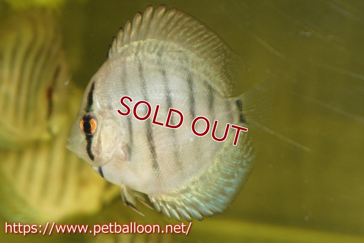 画像2: 【ディスカス】【通販】スーパーブリリアント5匹【サンプル画像】5-6cm（生体）ペナン　ブリーダーTAN CHEE LOK (2)