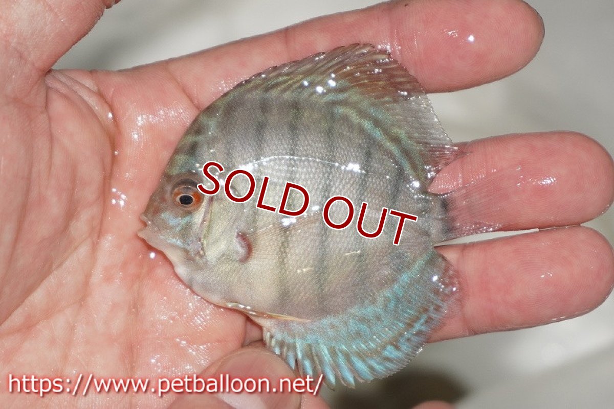 画像3: 【ディスカス】【通販】スーパーブリリアント5匹【サンプル画像】5-6cm（生体）ペナン　ブリーダーTAN CHEE LOK (3)