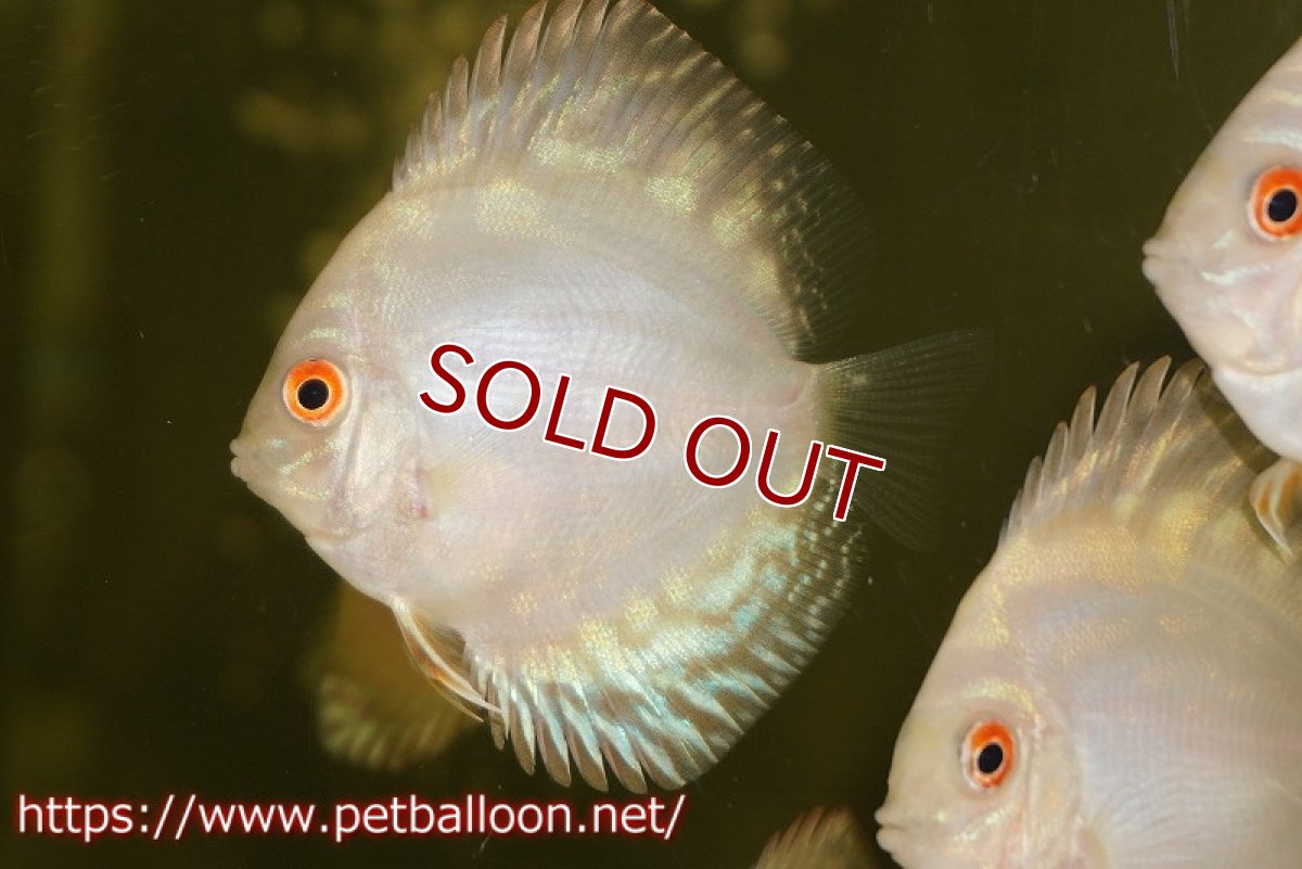 画像2: 【ディスカス】【通販】スーパーホワイトチェッカー5匹【サンプル画像】5-6cm（生体）ペナン　ブリーダーTAN CHEE LOK (2)