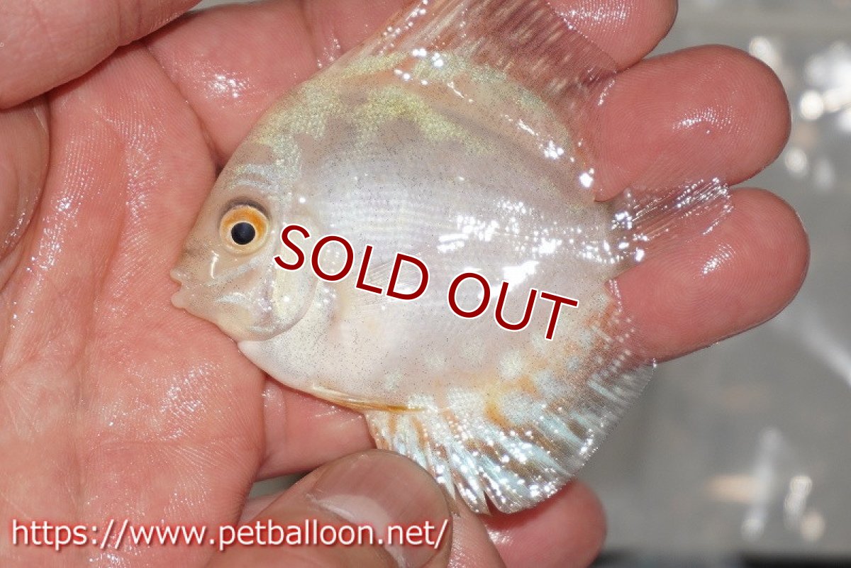 画像3: 【ディスカス】【通販】スーパーホワイトチェッカー5匹【サンプル画像】5-6cm（生体）ペナン　ブリーダーTAN CHEE LOK (3)