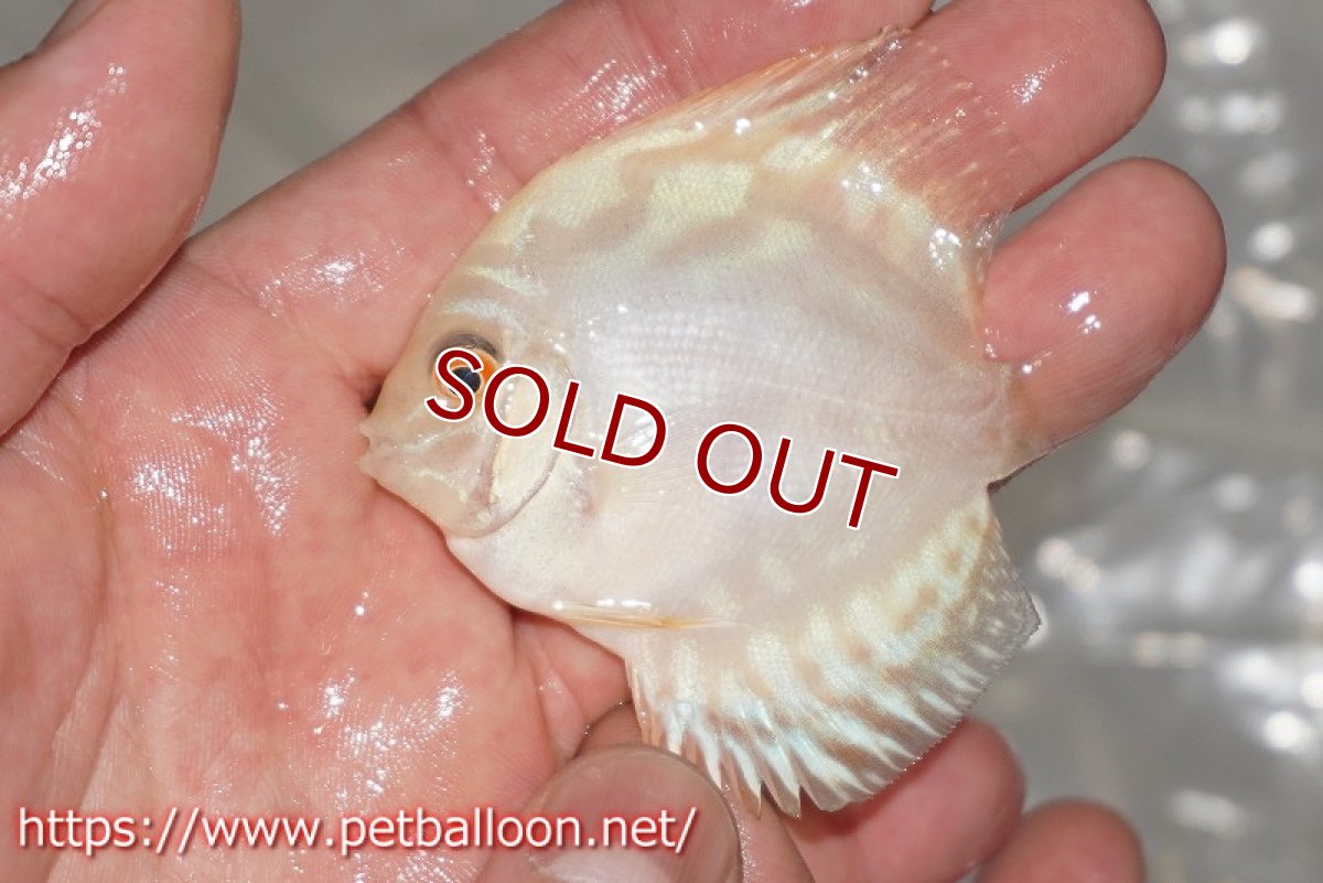 画像4: 【ディスカス】【通販】スーパーホワイトチェッカー5匹【サンプル画像】5-6cm（生体）ペナン　ブリーダーTAN CHEE LOK (4)