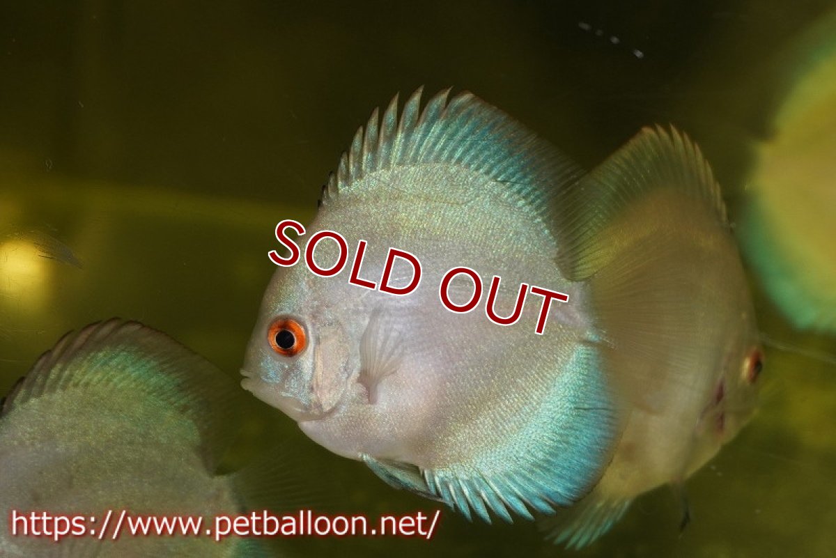 画像2: 【ディスカス】【通販】スーパーブルーダイヤモンド3匹【サンプル画像】5-6cm（生体）ペナン　ブリーダーTAN CHEE LOK (2)