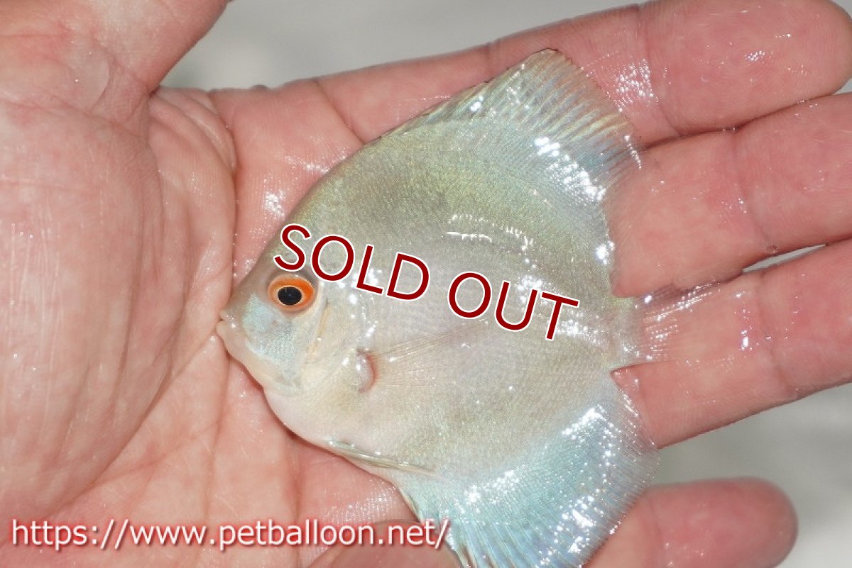 画像4: 【ディスカス】【通販】スーパーブルーダイヤモンド3匹【サンプル画像】5-6cm（生体）ペナン　ブリーダーTAN CHEE LOK (4)