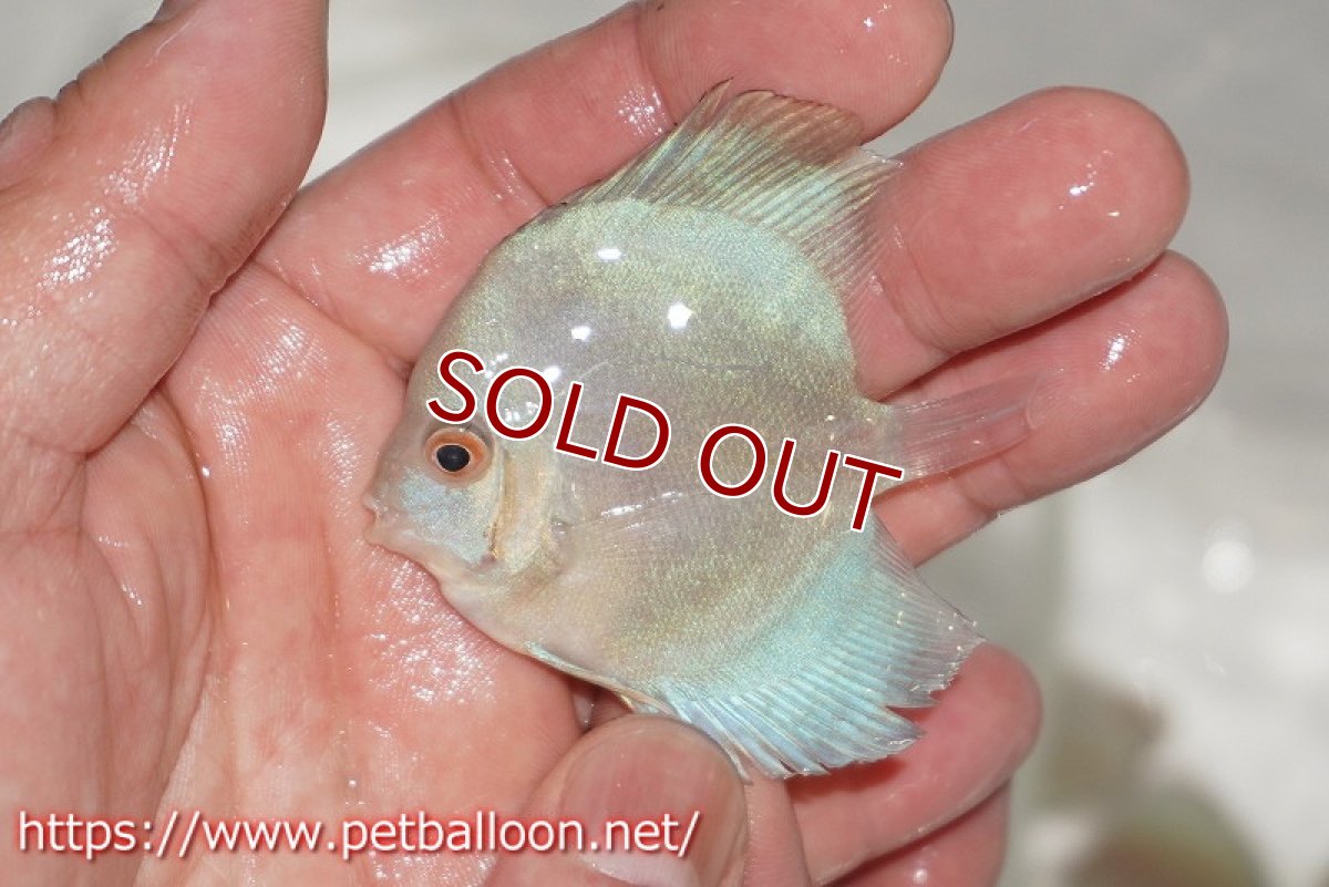 画像3: 【ディスカス】【通販】スーパーブルーダイヤモンド5匹【サンプル画像】5-6cm（生体）ペナン　ブリーダーTAN CHEE LOK (3)