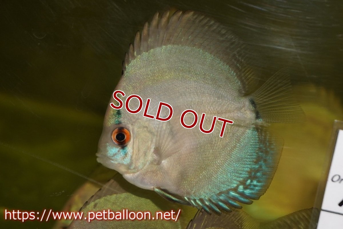 画像2: 【ディスカス】【通販】リフレクションDコバルト　1匹【サンプル画像】5-6cm（生体）ペナン　ブリーダーTAN CHEE LOK (2)