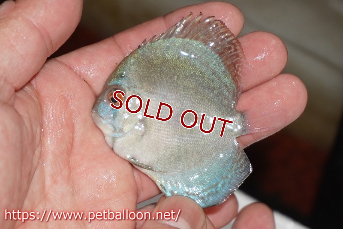 画像3: 【ディスカス】【通販】リフレクションDコバルト　3匹【サンプル画像】5-6cm（生体）ペナン　ブリーダーTAN CHEE LOK (3)