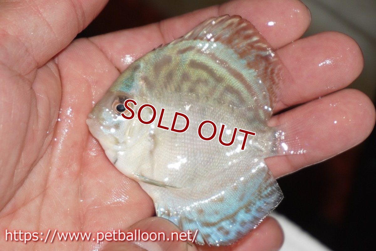 画像4: 【ディスカス】【通販】リフレクションDコバルト　3匹【サンプル画像】5-6cm（生体）ペナン　ブリーダーTAN CHEE LOK (4)