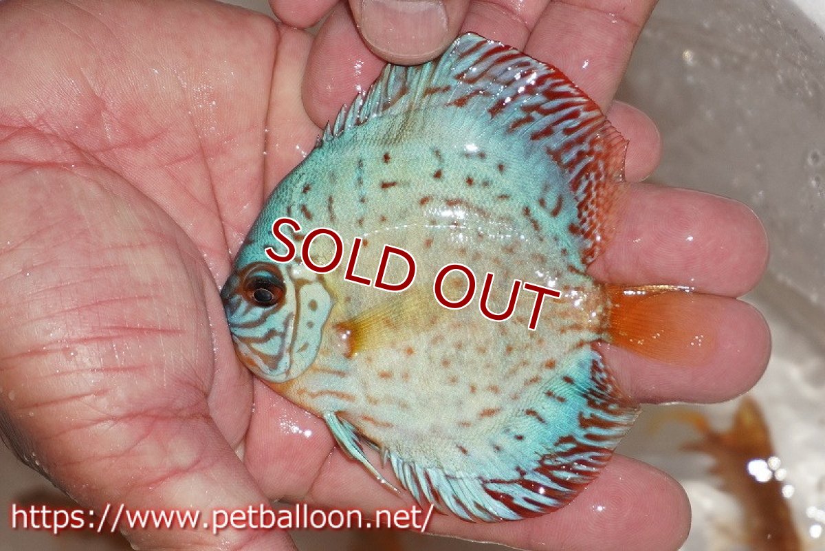 画像2: 【ディスカス】【通販】メタリックコバルトブルーターコイズ1匹【サンプル画像】9-10ｃｍ（生体）ペナン　ブリーダー コイケンロック (2)