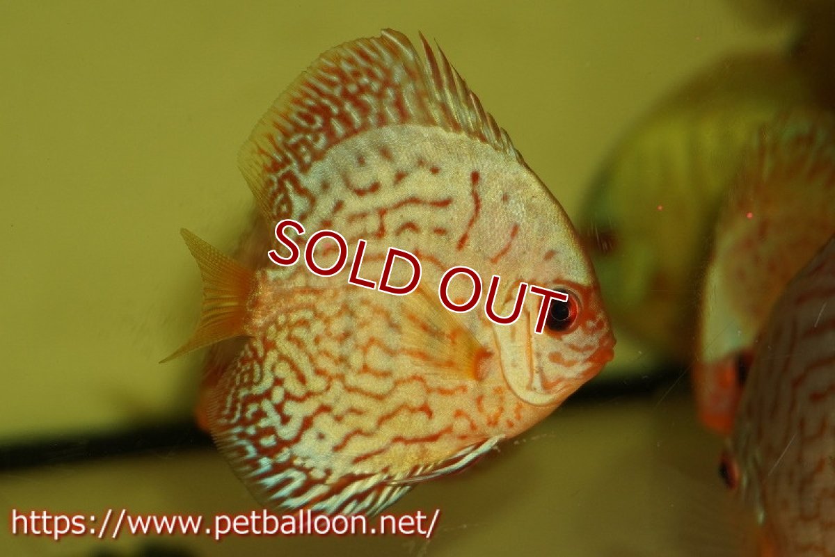 画像2: 【ディスカス】【通販】コバルトブルータイガー3匹【サンプル画像】7-8cm（生体）ペナン　ブリーダー コイケンロック (2)