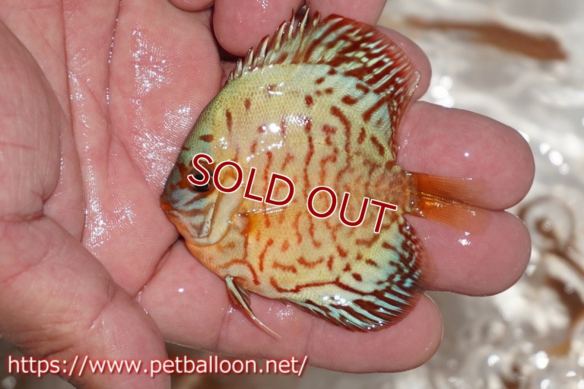 画像4: 【ディスカス】【通販】コバルトブルータイガー3匹【サンプル画像】7-8cm（生体）ペナン　ブリーダー コイケンロック (4)