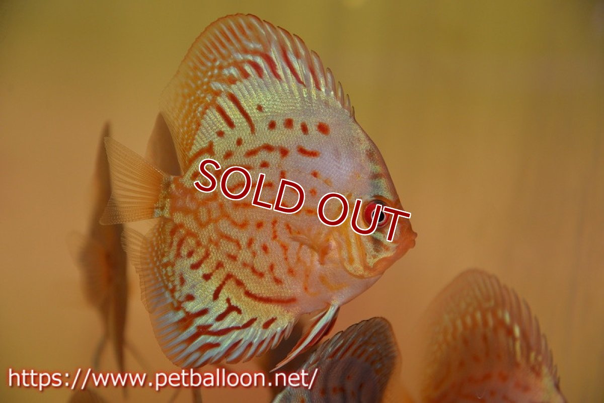 画像3: 【ディスカス】【ディスカス】【通販】【国産ブリード】プレミアムセルーリア♂×オールドタイプ第三系統♀（F2）1匹【サンプル画像】8-9cm（生体）国産ディスカス (3)