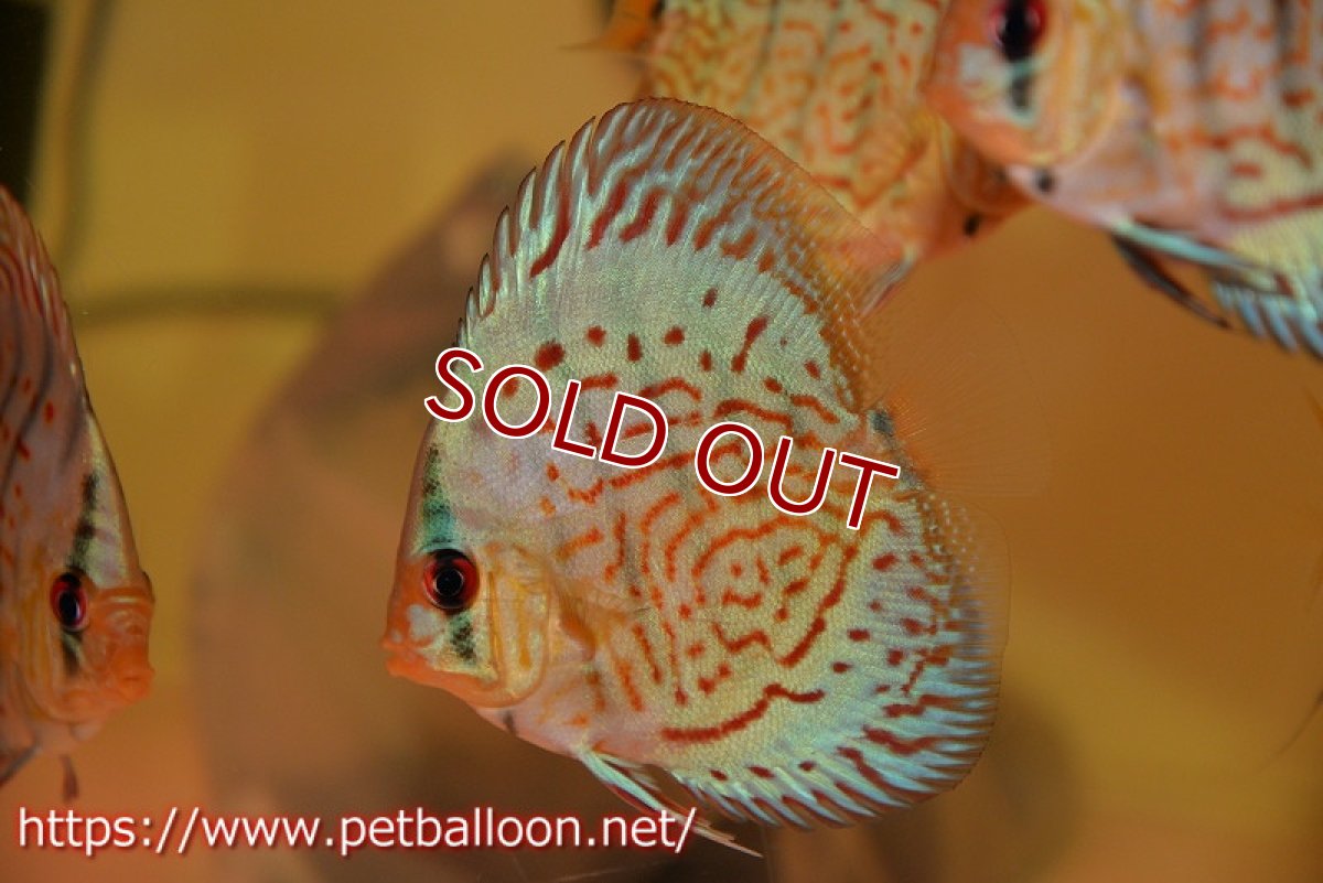 画像2: 【ディスカス】【通販】【国産ブリード】プレミアムセルーリア♂×オールドタイプ第三系統♀（F2）3匹【サンプル画像】8-9cm（生体）国産ディスカス (2)