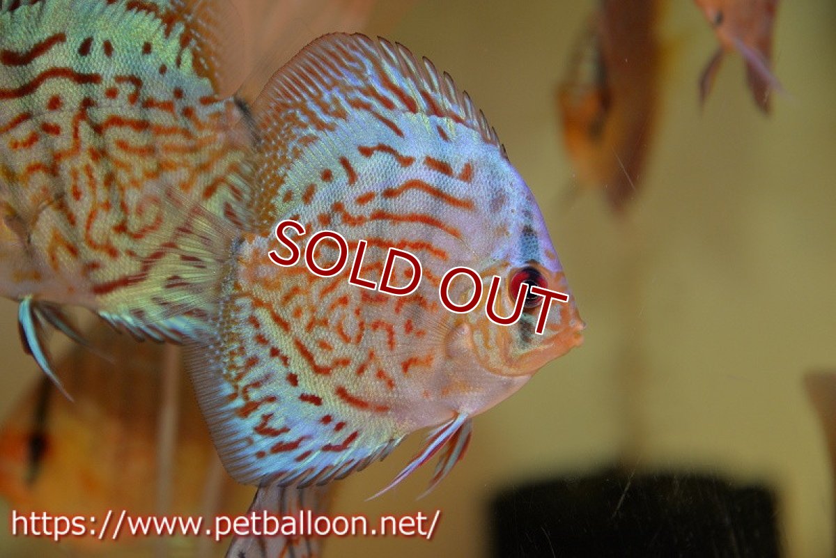 画像2: 【ディスカス】【通販】【国産ブリード】プレミアムセルーリア♂×オールドタイプ第三系統♀（F2）3匹【サンプル画像】6-7cm（生体）国産ディスカス (2)