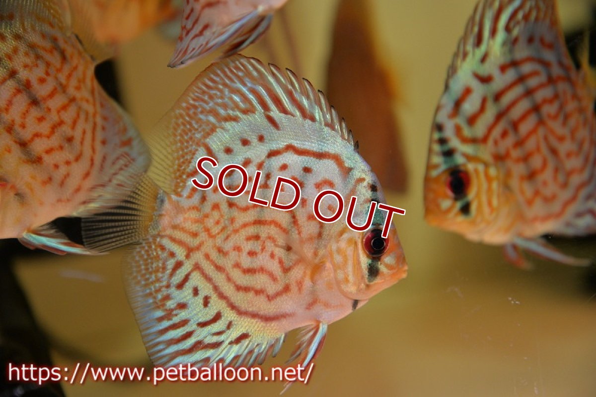 画像3: 【ディスカス】【通販】【国産ブリード】プレミアムセルーリア♂×オールドタイプ第三系統♀（F2）5匹【サンプル画像】6-7cm（生体）国産ディスカス (3)