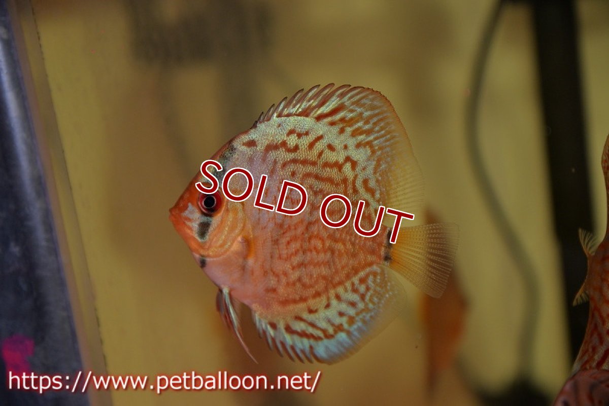 画像2: 【ディスカス】【通販】【国産ブリード】プレミアムセルーリア♂×オールドタイプ第三系統♀（F2）5匹【サンプル画像】5-6cm（生体）国産ディスカス (2)