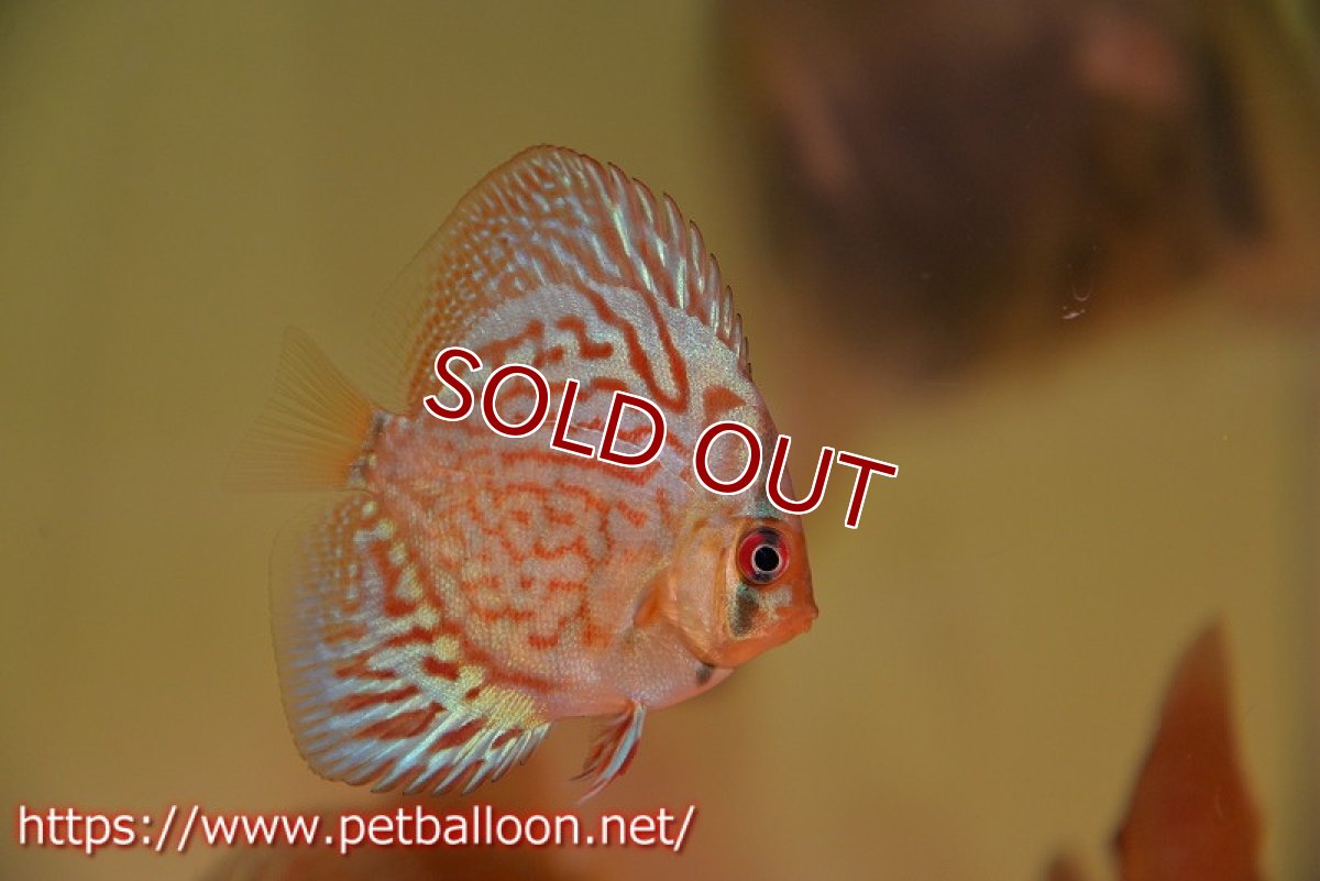 画像3: 【ディスカス】【通販】【国産ブリード】プレミアムセルーリア♂×オールドタイプ第三系統♀（F2）5匹【サンプル画像】5-6cm（生体）国産ディスカス (3)