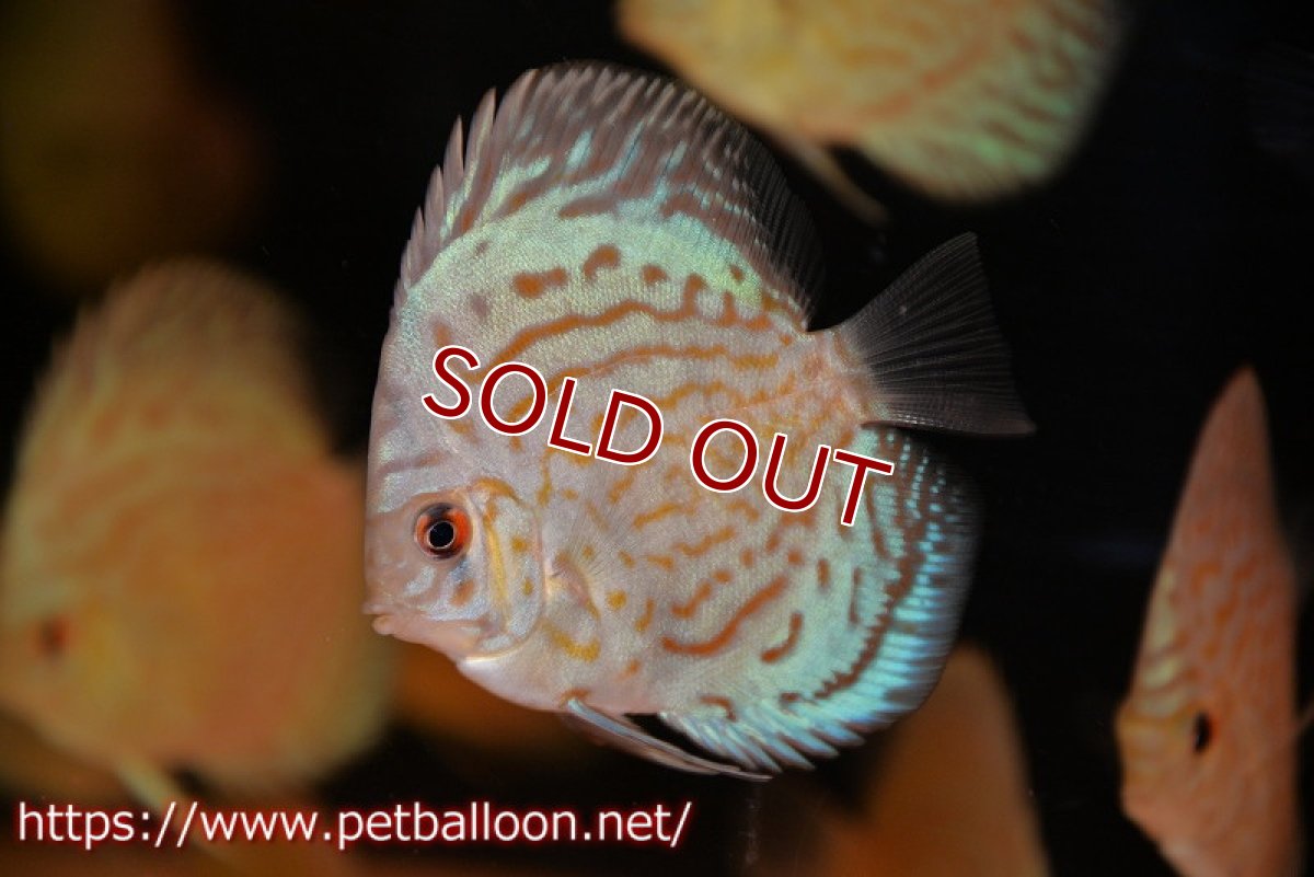 画像2: 【ディスカス】【ディスカス】【通販】ジャイアントブルーフローラ　ハイフォーム（ラインパターン）1匹【サンプル画像】7-8cm（生体）マレーシア　NAディスカスファーム (2)