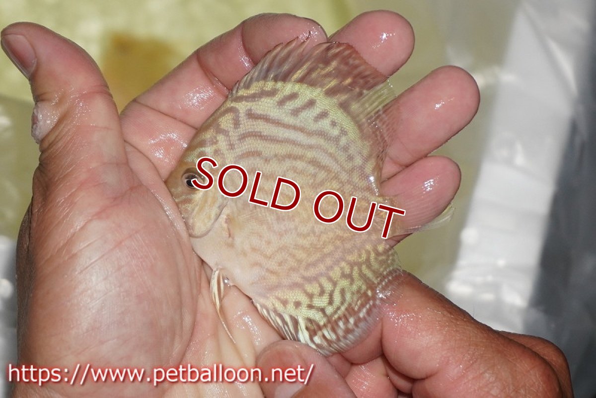 画像6: 【ディスカス】【ディスカス】【通販】ジャイアントブルーフローラ　ハイフォーム（ラインパターン）3匹【サンプル画像】7-8cm（生体）マレーシア　NAディスカスファーム (6)