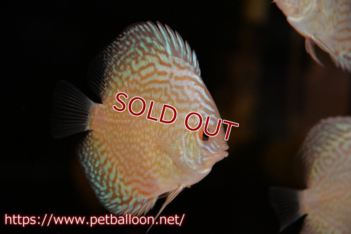 画像3: 【ディスカス】【ディスカス】【通販】ジャイアントブルーフローラ　ハイフォーム（ラインパターン）5匹【サンプル画像】7-8cm（生体）マレーシア　NAディスカスファーム (3)