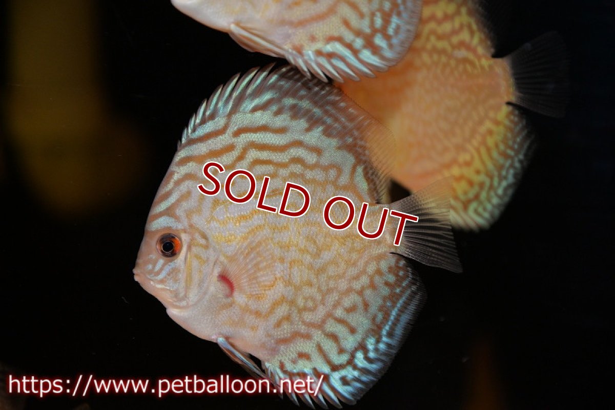 画像4: 【ディスカス】【ディスカス】【通販】ジャイアントブルーフローラ　ハイフォーム（ラインパターン）5匹【サンプル画像】7-8cm（生体）マレーシア　NAディスカスファーム (4)