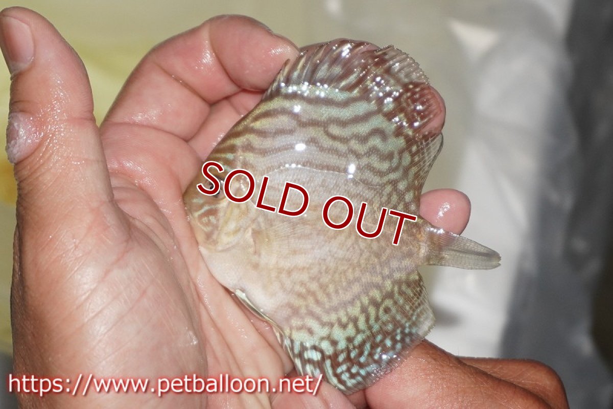 画像5: 【ディスカス】【ディスカス】【通販】ジャイアントブルーフローラ　ハイフォーム（ラインパターン）5匹【サンプル画像】7-8cm（生体）マレーシア　NAディスカスファーム (5)