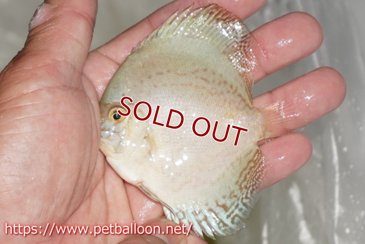画像3: 【ディスカス】【通販】リフレクションDコバルト　ハイフォーム1匹【サンプル画像】7-8cm（生体）マレーシア　NAディスカスファーム (3)