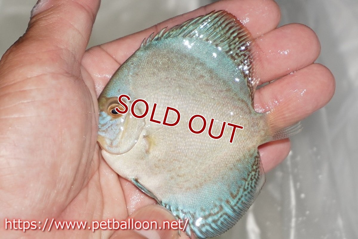 画像4: 【ディスカス】【通販】リフレクションDコバルト　ハイフォーム3匹【サンプル画像】7-8cm（生体）マレーシア　NAディスカスファーム (4)