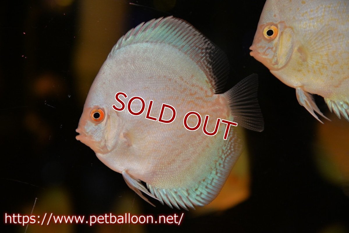 画像2: 【ディスカス】【通販】リフレクションDコバルト　ハイフォーム5匹【サンプル画像】7-8cm（生体）マレーシア　NAディスカスファーム (2)